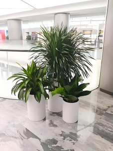 奉化盆景租摆方案